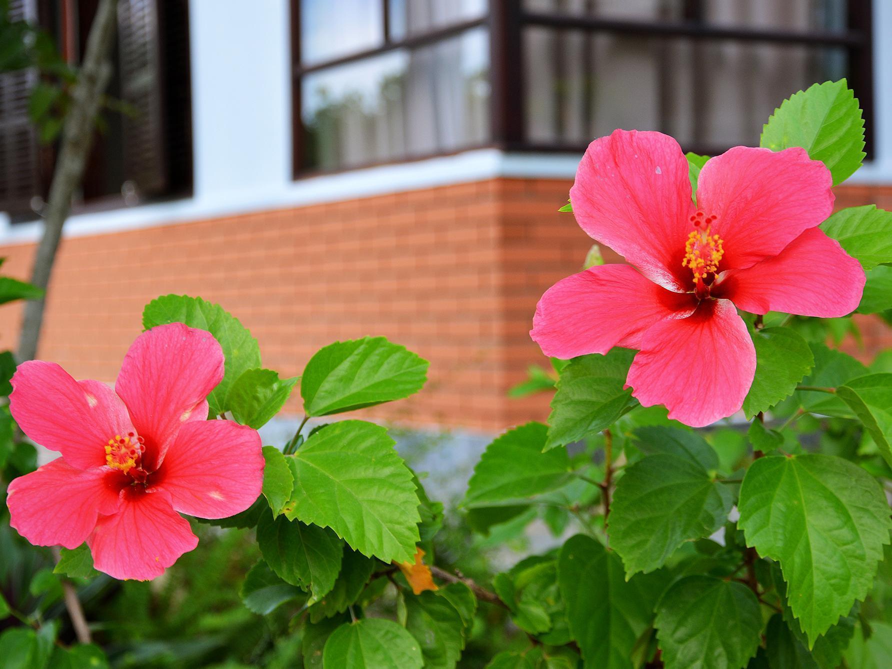Garden Aroma Homestay Hoi An Exteriér fotografie