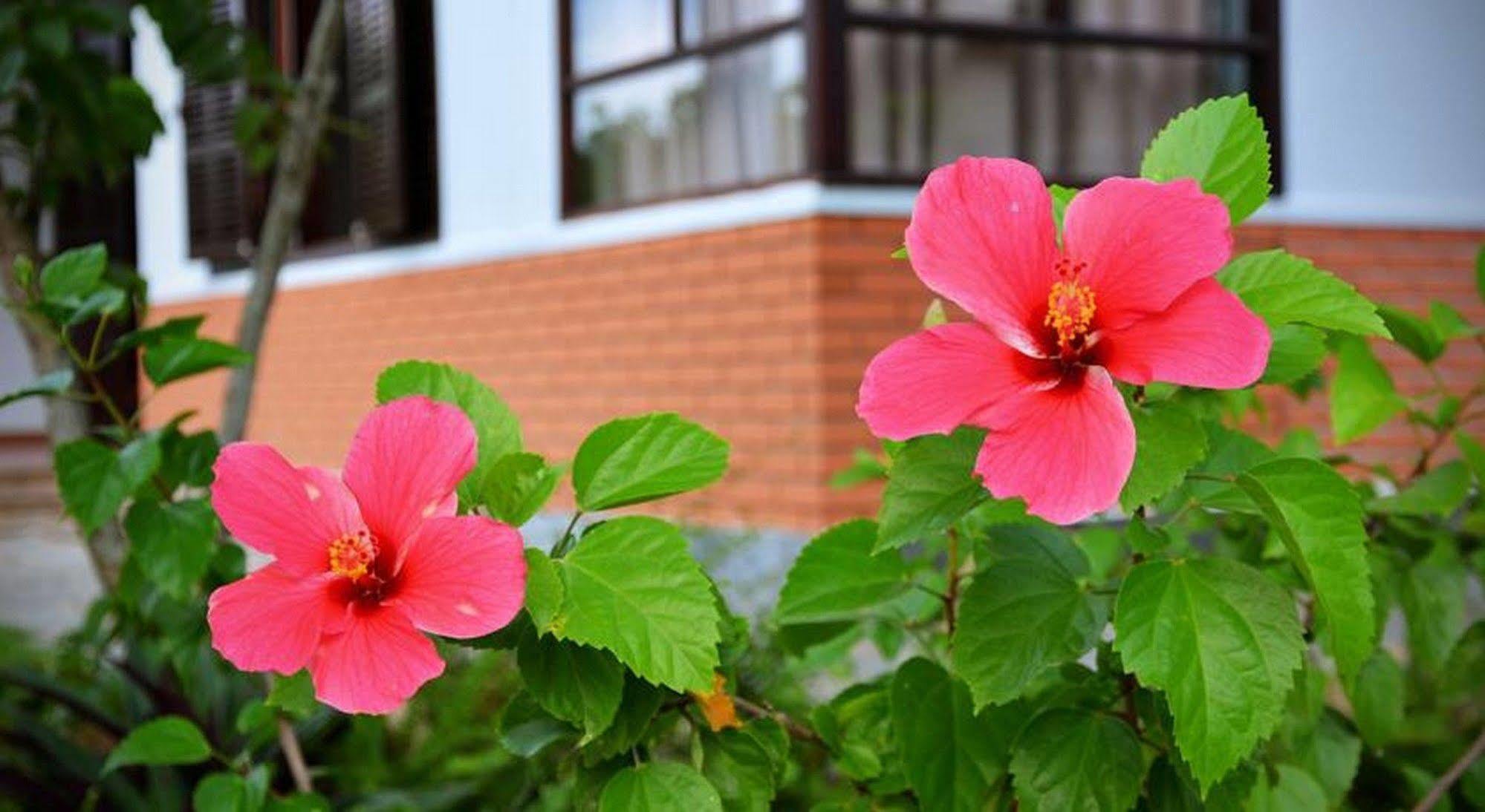 Garden Aroma Homestay Hoi An Exteriér fotografie