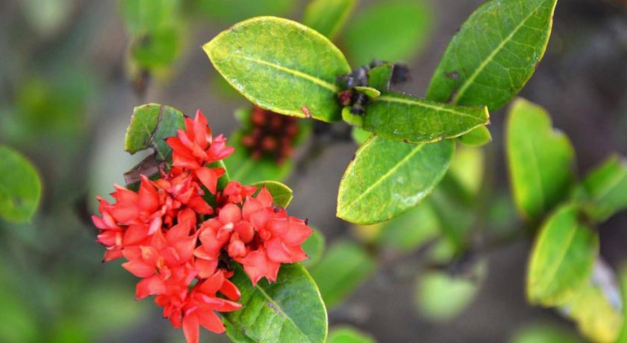 Garden Aroma Homestay Hoi An Exteriér fotografie